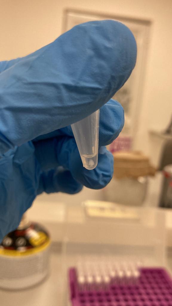 Tubo preparado para la extracción